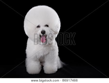 Bichon Frise