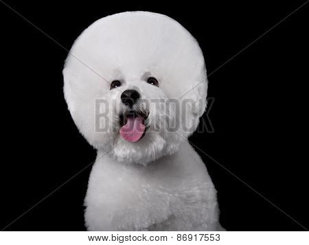 Bichon Frise