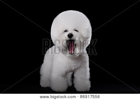 Bichon Frise