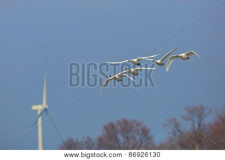 Group Of Tundra Swans Migrating Past A Wind Turbine