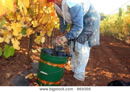 Žena sklizeň hroznů