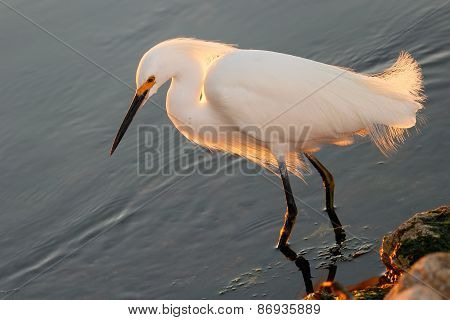 Snowy Egret