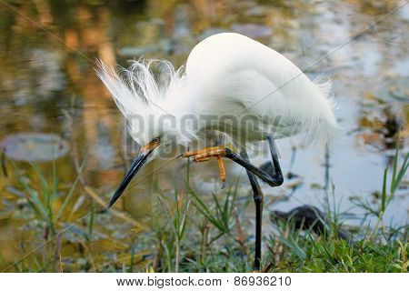 Snowy Egret With Breeding Plumage