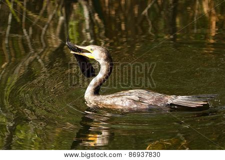 Double-crested Cormorant With A Fish