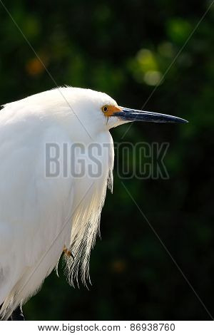 Portrait Of Snowy Egret