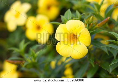 Allamanda cathartica in the garden under sunlight