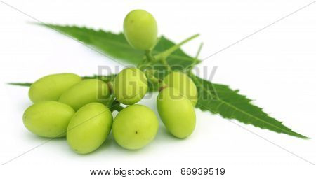 Medicinal Neem Fruits With Twigs