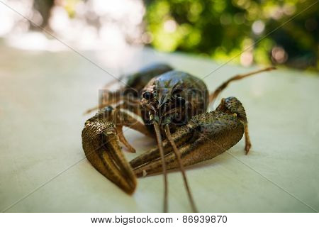 Crayfish