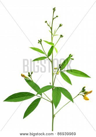 Medicinal Pigeon Pea Leaves And Flower