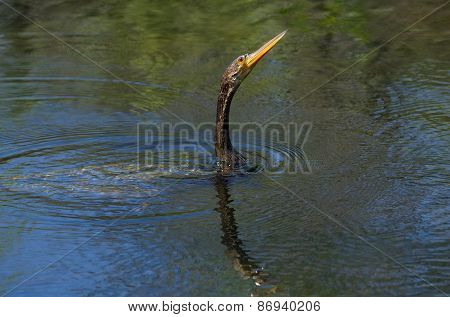 Anhinga Swimming