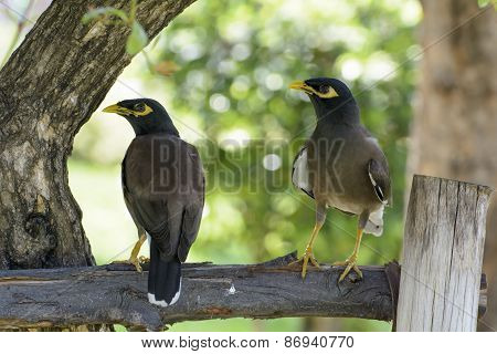 Myna