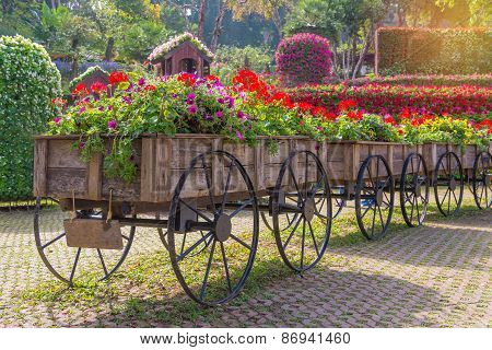 Colorful Of Petunia Flowers On Trolley Or Cart Wooden In Garden