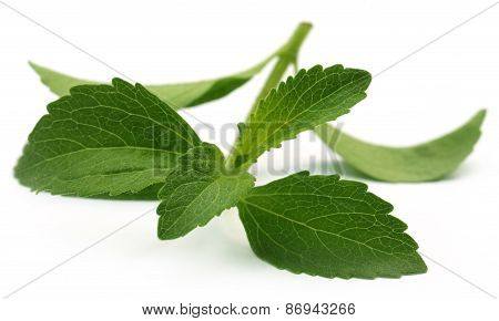 Stevia Leaves
