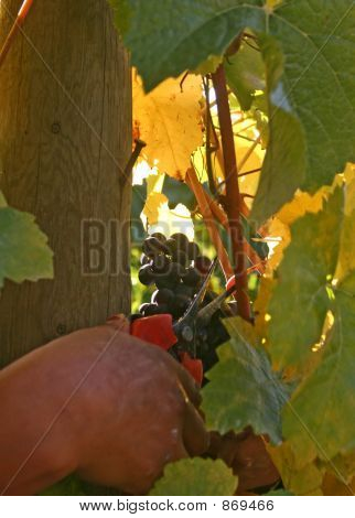 Detail hroznové clusteru pořezání