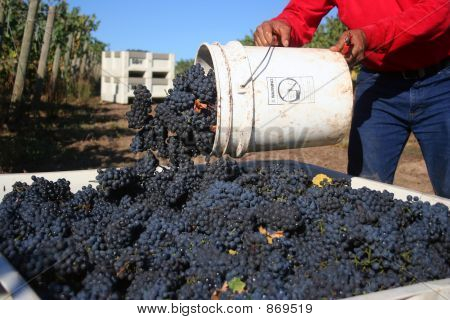 Hrozny hodil do koše