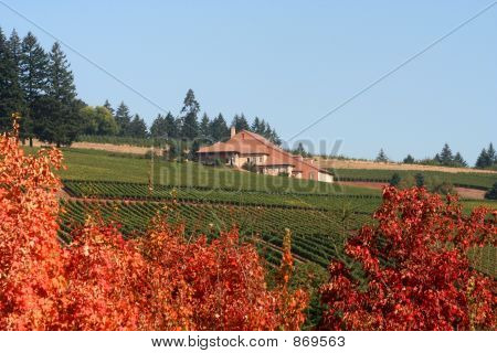 Podzimní vinice a vinařství