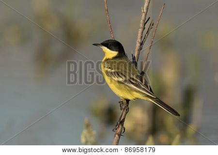 Yellow Wagtail