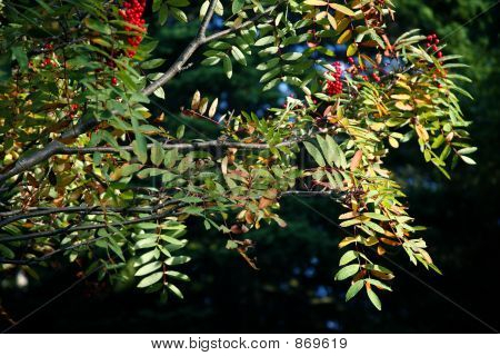 Dogberries