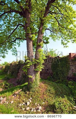 Uzhhorod borggården (ukraine)