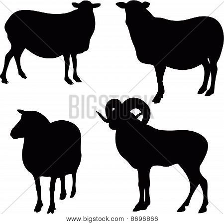 Vecteur de moutons