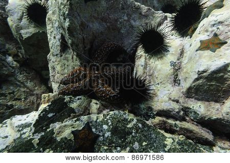 Starfish Evasterias Retifera