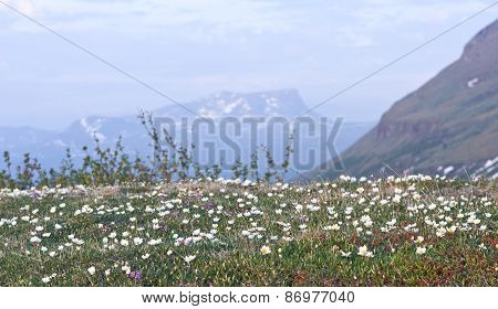 Mountain avens, Dryas octopetala in Latin.