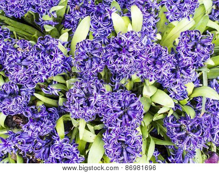 Hyacinthus Orientalis