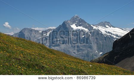 Schreckhorn And Meadow Full With Yellow Wildflowers