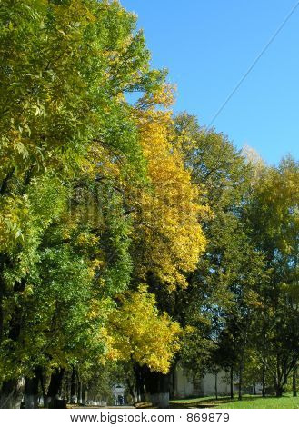 Alberi autunno giallo