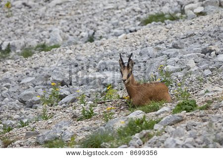 Kozica (rupicapra Carpatica)