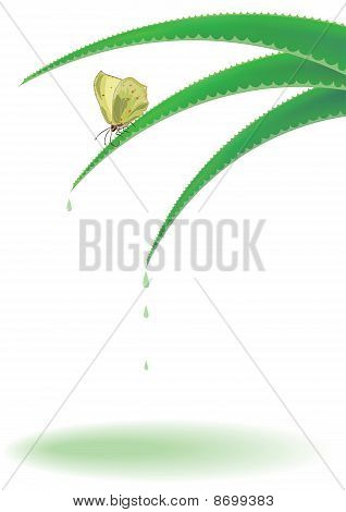 Aloe a motýl