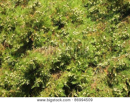 Fir-tree Needles. Background