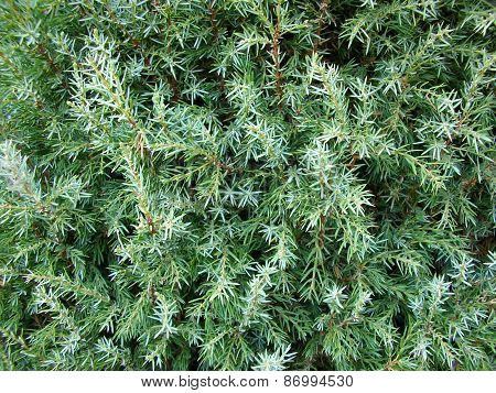 Fir-tree Needles. Background