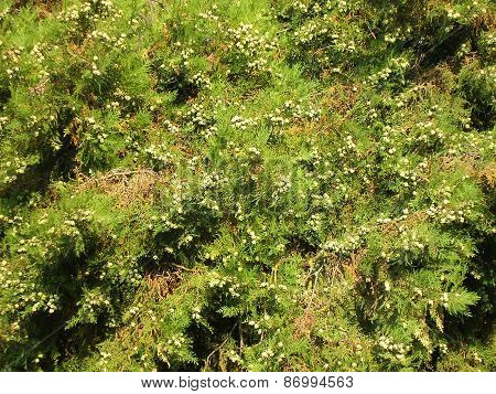 Fir-tree Needles. Background