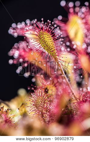 Round-leaved sundew.