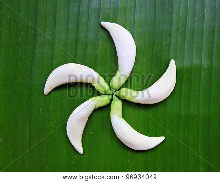 Close Up Organic Agasta On Green Background