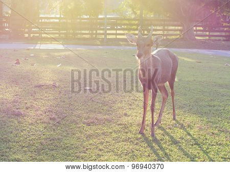 A Silhouette Of A Deer Standing In The Field