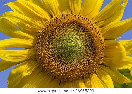 Sunflower