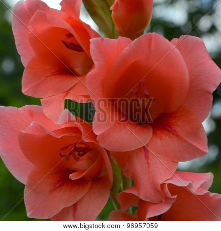 Pink Gladiolus - a perennial flower, ornamental plant