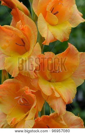 Orange iris during flowering - a summer bouquet