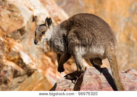 Australian Rock Wallaby