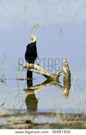 Darter