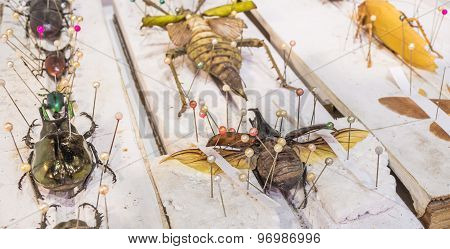 Collection Of Beetle Butterfly Wasps And Insects In General