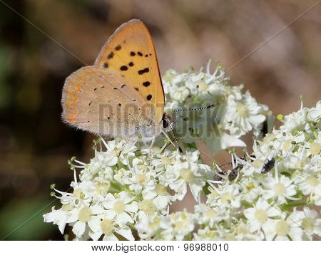 Purplish Copper Butterfly - Lycaena helloides