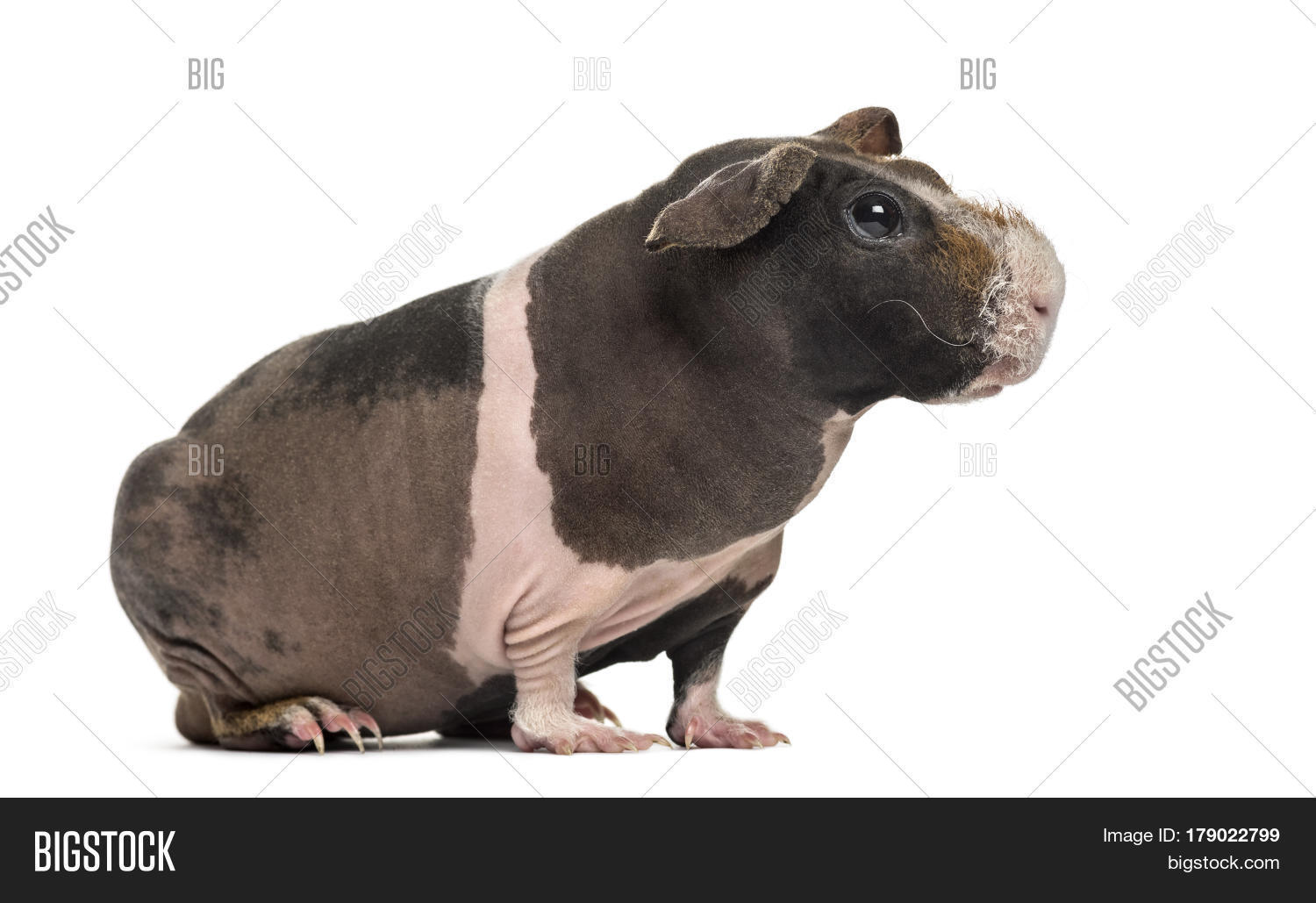 Side View Hairless Image & Photo (Free Trial) Bigstock