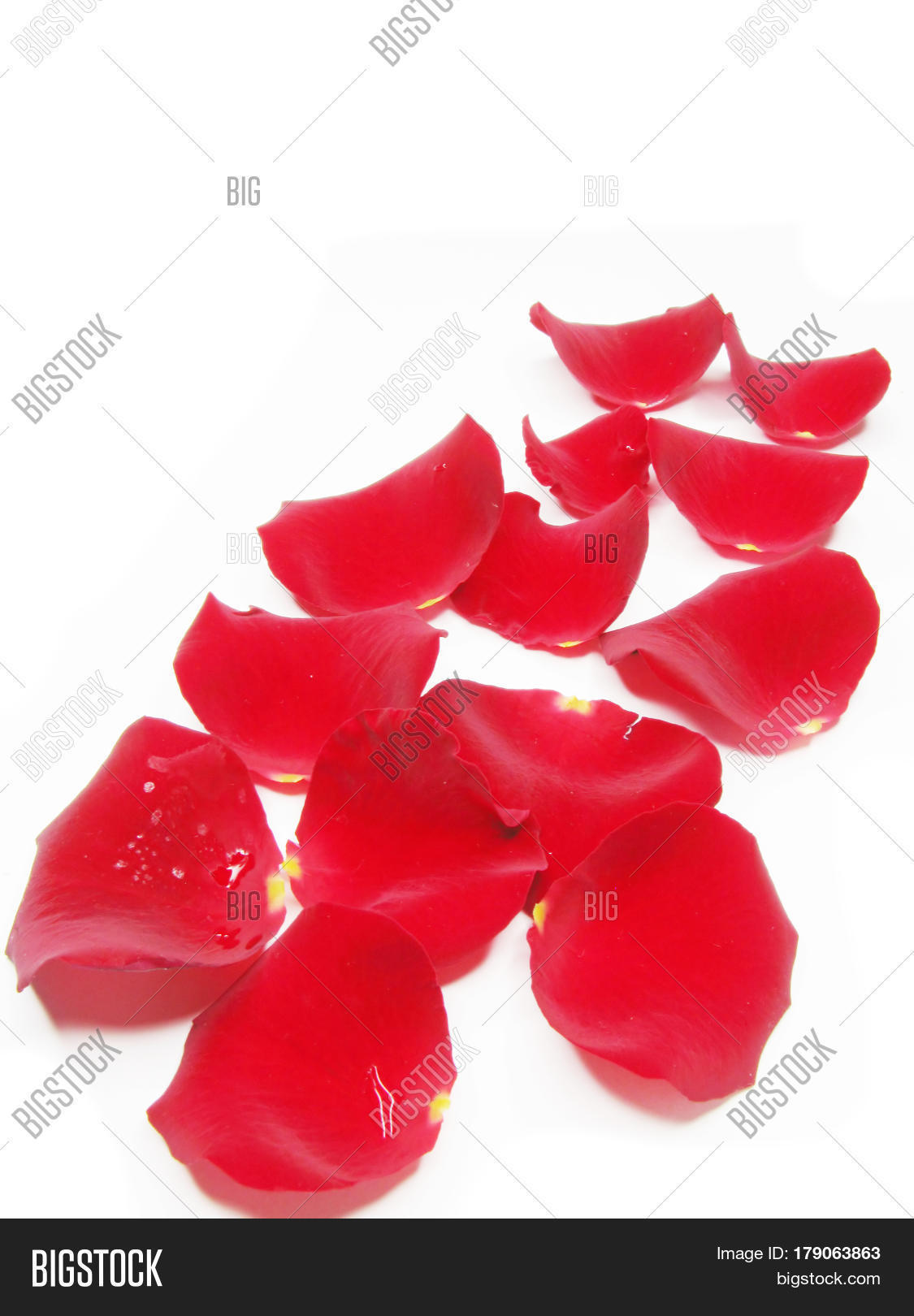 Damask Rose Petals Image & Photo (Free Trial) Bigstock