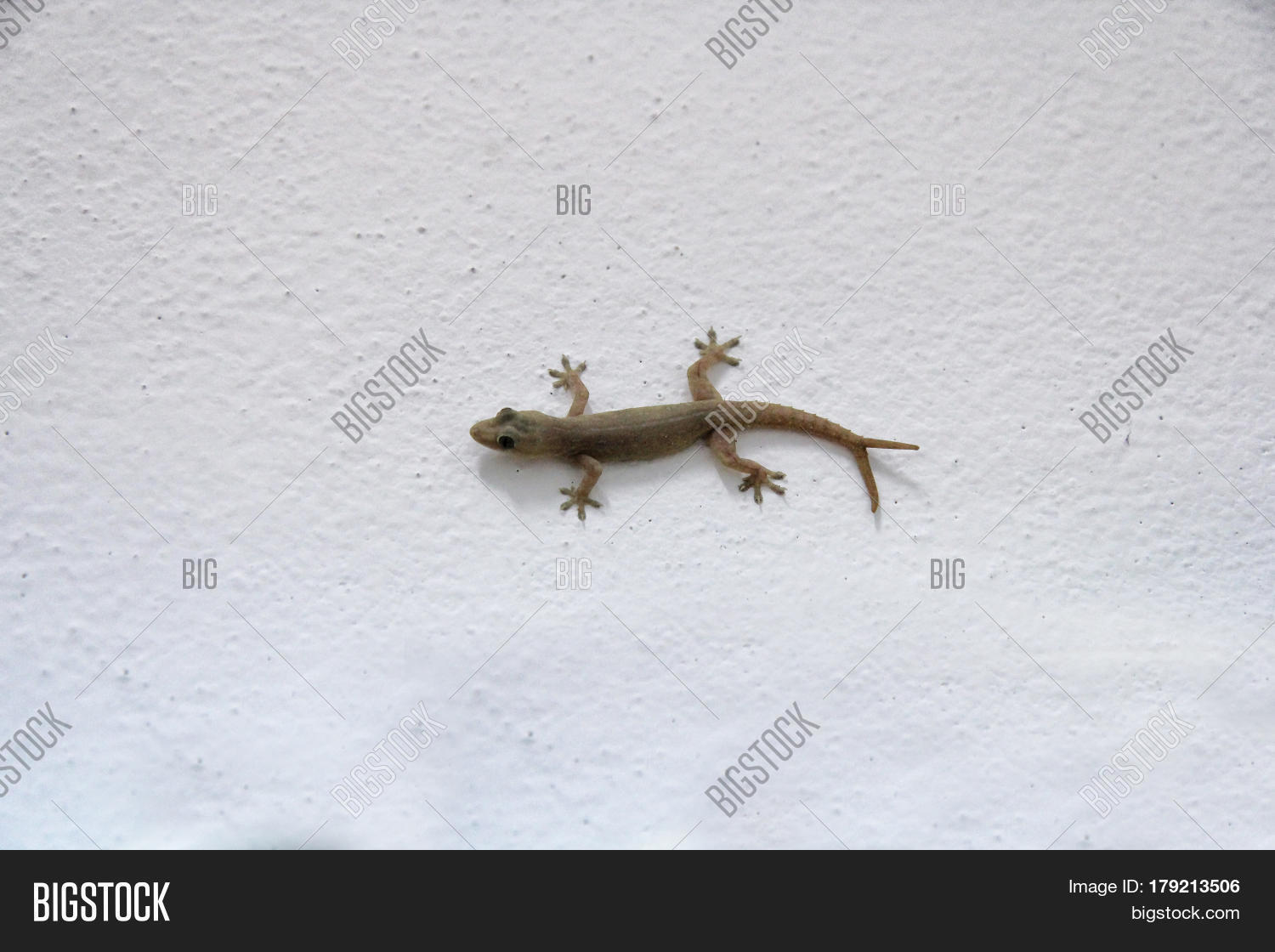 House Lizard Gekco V Image & Photo (Free Trial) Bigstock