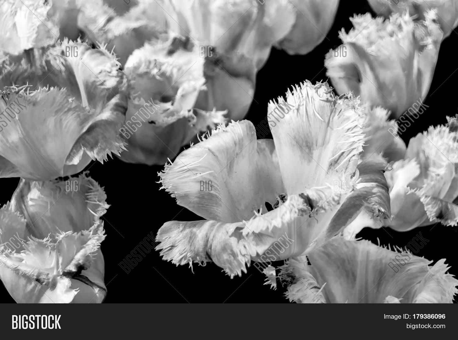 Black White Tulips Image & Photo (Free Trial) | Bigstock