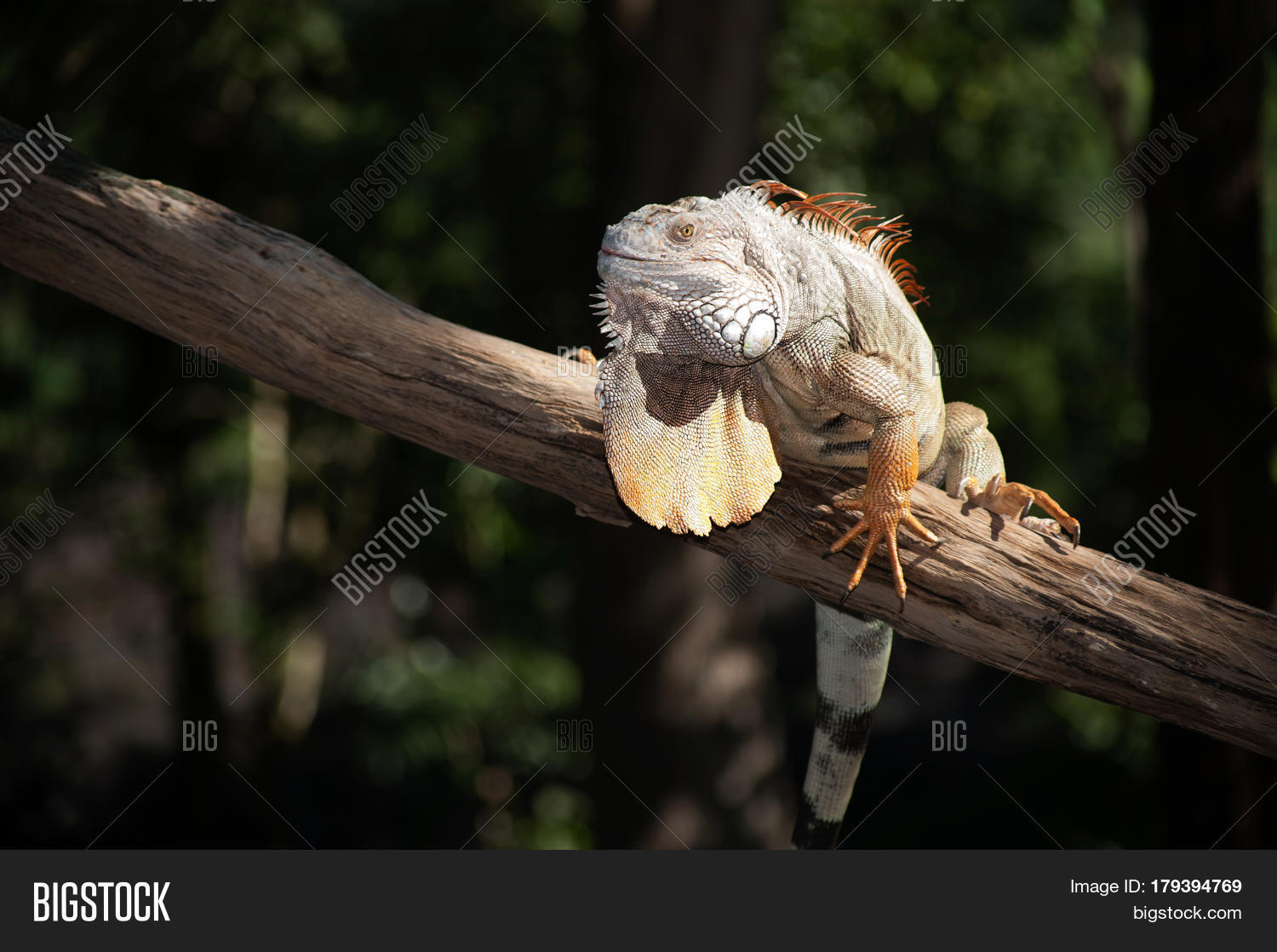 Grand Cayman Blue Image & Photo (Free Trial) | Bigstock