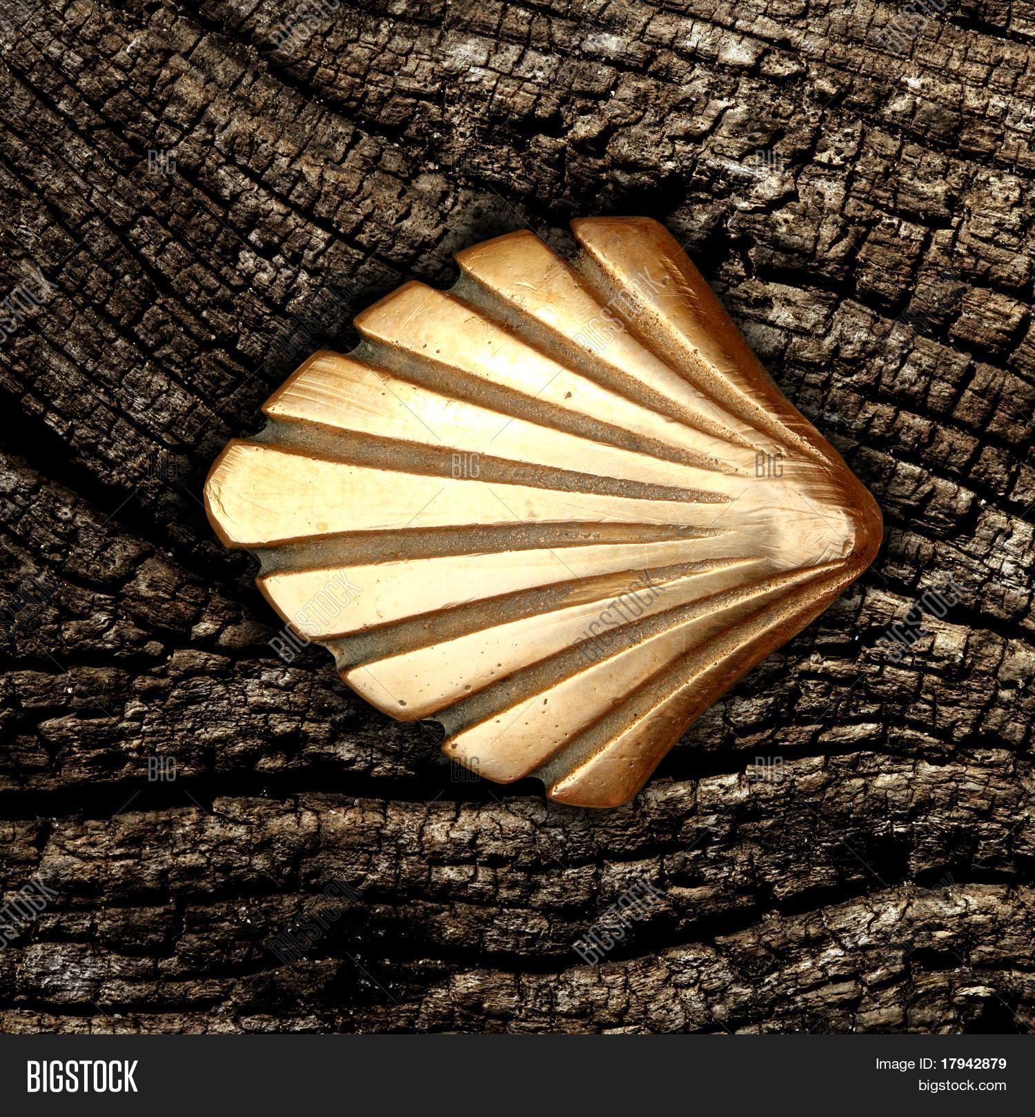 Saint James Way Shell Image & Photo (Free Trial) | Bigstock